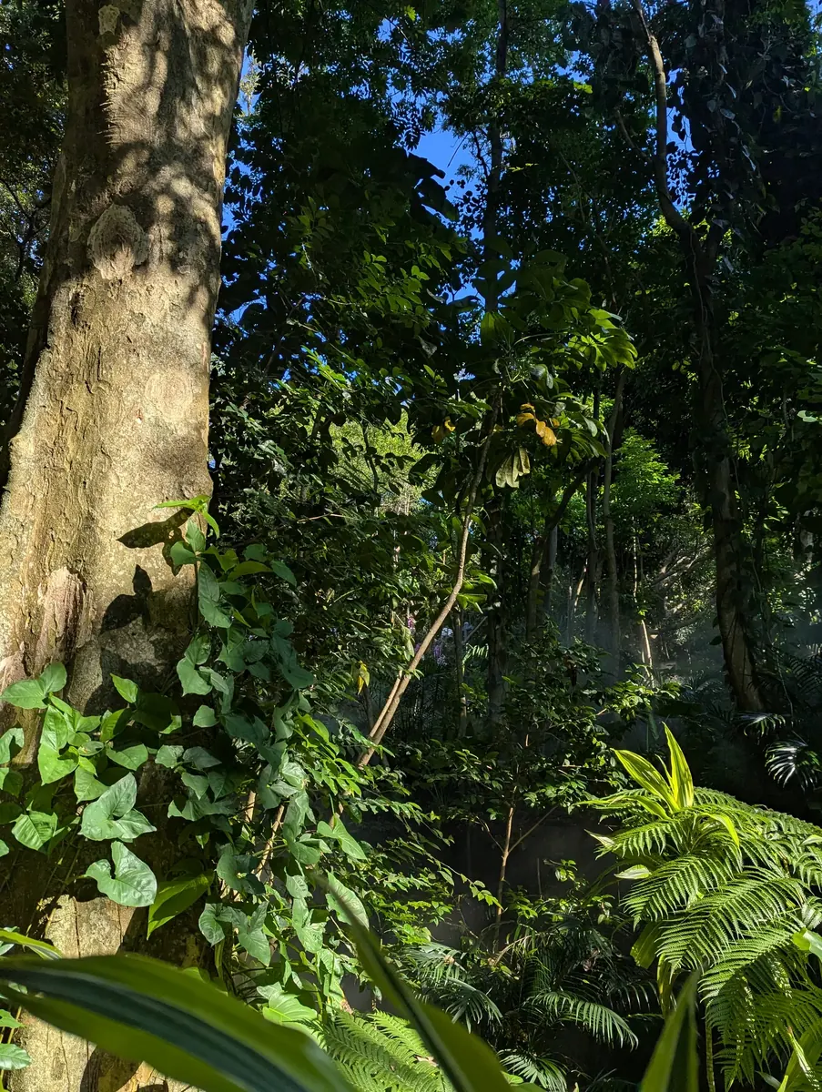 Sunlight through garden trees